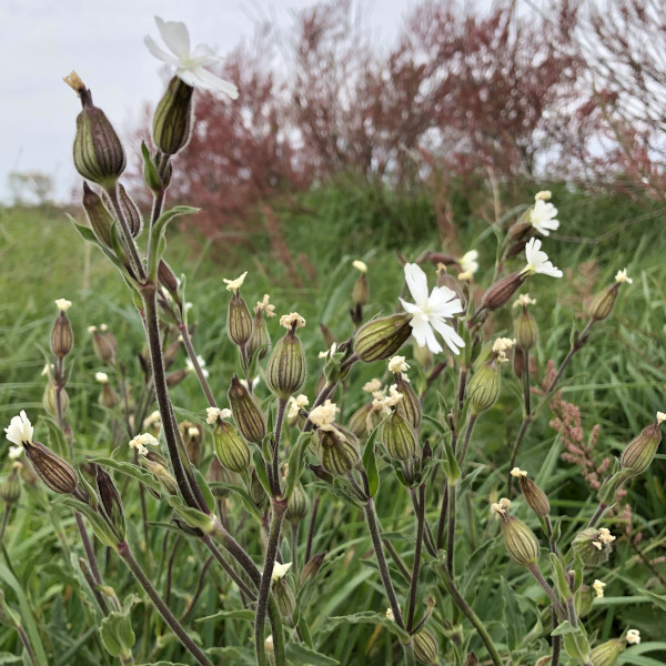 Compagnon blanc (Silene latifolia) &copy; Nicolas Macaire / LPO
